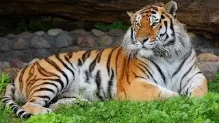 топ 10 самых красивых птиц и животных