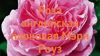 Роза парковая Мэри Роуз (rosa park english mary rose) 🌿 обзор: как сажать, саженцы розы Мэри Роуз