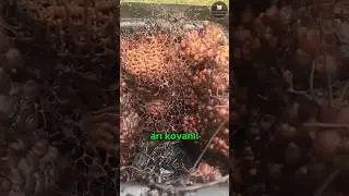 Et Yiyen Bal Arıları! 🐝🥩🍯🤮