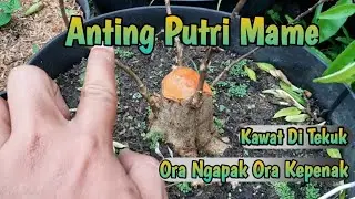 Program Awal Bonsai Mame Anting Putri