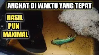 ANGKAT BETINA / FEMALE DARI WADAH PEMIJAHAN