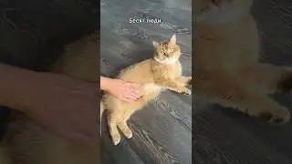 #кот