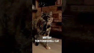 Oldest Living Cat?!