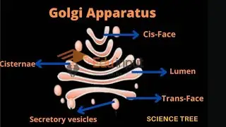 Golgi Apparatus Structure and Functions | Practical Concept Golgi Complex