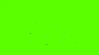 Green screen flies