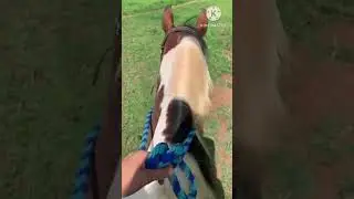 Cantering western 