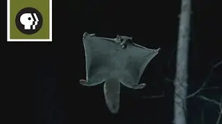 How the Flying Squirrel Soars