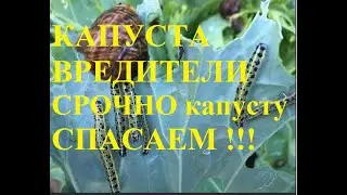 Капуста и ее вредители. Чем опрыскать капусту от вредителей.