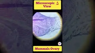 #mammals ovary#science #microscope #reels #viral #shortvideo #viralvideos#experiment 👍