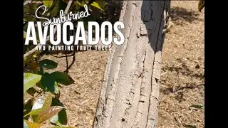 The Most Sunburned Avocado You'll Ever See and Why I Paint My Fruit Trees