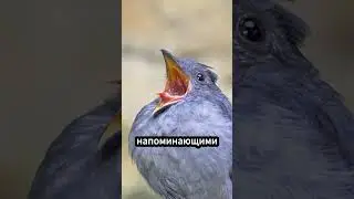 Самые страшные звуки птиц в мире 🦉😱 