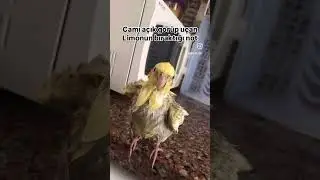 Vedalardan hiç hoşlanmam 🐥