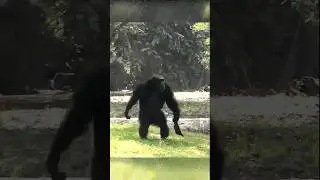 Primate Language