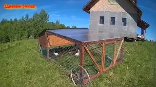 Куриный трактор. Мой первый опыт. 