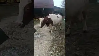 Коровка устроила побег ..😲🐄