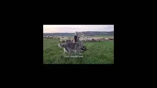 Отара в безопасности, когда есть такой Волкодав!