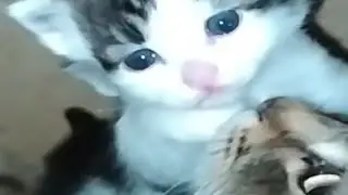 КОТЯТА 🐈 КРЫСОЛОВЫ, ПОЯВИЛИСЬ У НАШЕЙ КОШКИ МАРУСИ.😻