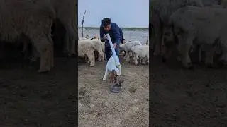 nag sy ni darta