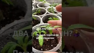 ПОСАДКА ТОМАТОВ ПО ДВА В СТАКАНЧИК 
