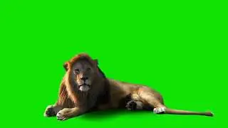 green screen lion setting copyright free videos