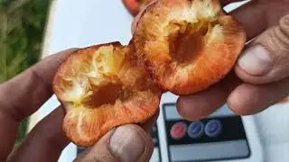 plum imperial