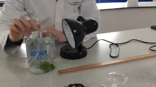 Investigion into factors affecting photosynthesis