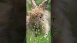 Fun Facts About Rabbits - Interesting Rabbit Facts