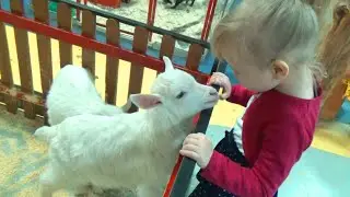 Алиса в детском зоопарке кормим животных и птиц  Alice in the children's zoo feed animals