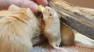 Baby Mice learning to eat cheezies from the Pros