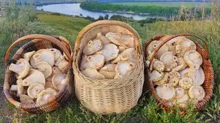 ТРИ КОРЗИНЫ ЛОХМАТЫХ ГРУЗДЕЙ ЗА ЧАС! Белый груздь бахромистый. 4 августа 2023г.