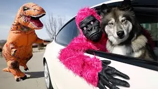 Gorilla & Kakoa Escape Giant Dinosaur! POV Chase