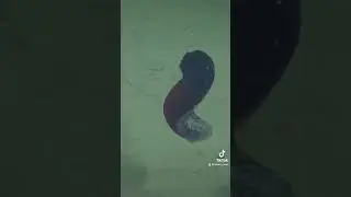 Watch to see a sea cucumber swim. 👀⁠⁠ #seacucumber #monterey #ocean #deepsea #sealife  fyp #fypage