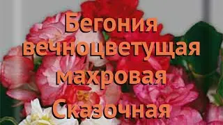 Бегония вечноцветущая Махровая Сказочная страна 🌿 обзор: как сажать, семена бегонии