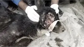 Rescue Stray Dog who had a big wound on his face and eye maybe damage