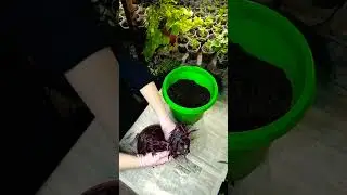 4.01.23 Ипомея батат.