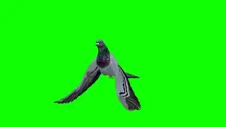 pigeon bird green screen animation