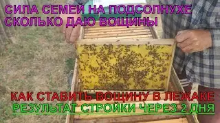 СИЛА СЕМЕЙ НА ПОДСОЛНУХ как СТАВИТЬ ВОЩИНУ и СТРОЯТ ЛИ ВОЩИНУ ПЧЁЛЫ В ЛЕЖАКЕ уже залили рамки ✅☝️🐝