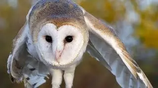 SENSES OF OWLS - PUZZLE WISE BIRD || LIVING EARTH ©