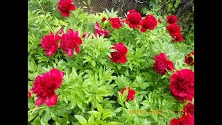 ЦВЕТЫ ПИОНЫ РЕД ШАРМ 2021 год    FLOWERS PIONE RED CHARM 2021 