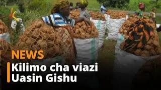 Wakazi wa Uasin Gishu wapata manufaa kwa kuendeleza kilimo cha viazi