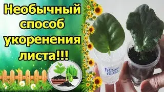 УНИКАЛЬНЫЙ СПОСОБ УКОРЕНЕНИЯ ЧЕРЕНКА ФИАЛКИ! ПОСАДКА ЛИСТА В ГРУНТ С ГИДРОГЕЛЕМ!