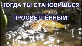Секрет Истинного Счастья ч.15. Когда Ты Становишься Просветлённым. Фрэнк Кинслоу !