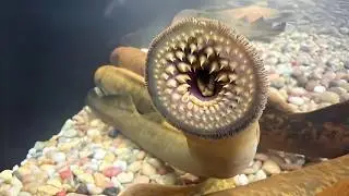 Lamprey 🩸 The BLOODSUCKER Monster of the River! | 1 Minute Animals