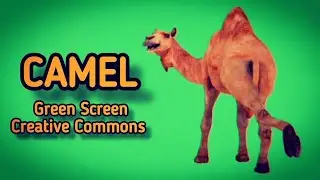 CAMEL FOOTAGE on the green screen. Chromakey animation of a camel .