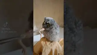 Кормление Ушастый совы , птенец 2 недели 🦉🦉🦉
