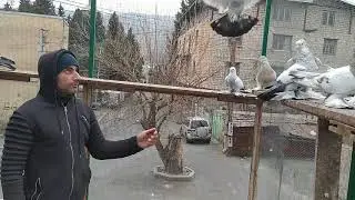 Бойные голуби, В гостях у Алика, 04.01.20 Грузия, Тбилиси.  Roller pigeons