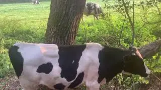 Привесы быков в августе.