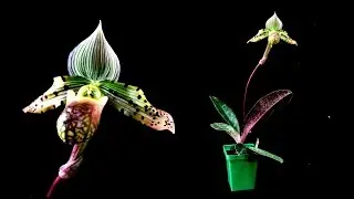 ОРХИДЕЯ PAPHIOPEDILUM VENUSTUM - описание и основы ухода