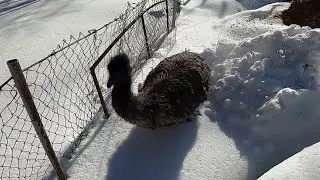 СТРАУС УБЕЖАЛ В ЛЕС !  ГОТОВЛЮСЬ К ЗАБОЮ !