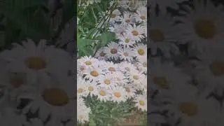 РОМАШКА.Любовь Петровна читает своё стихотворение.